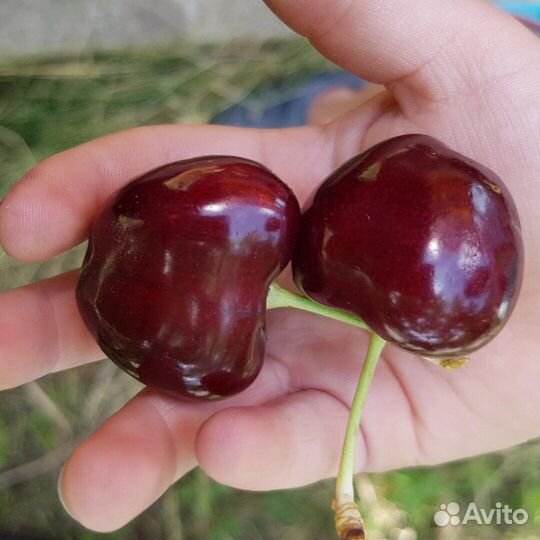 Саженцы Черешни