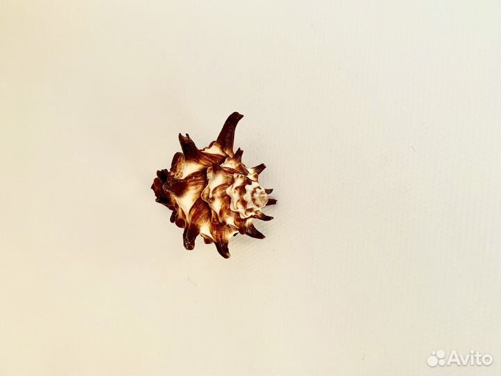 Ракушка с моря морские раковины