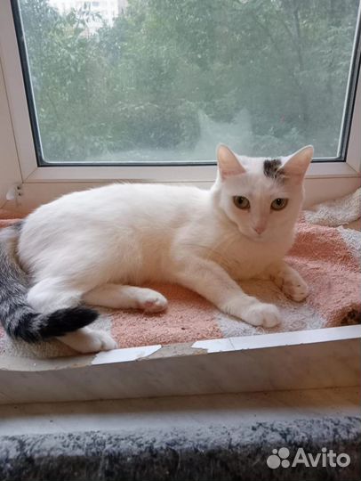 Кошечка София в хорошую семью бесплатно