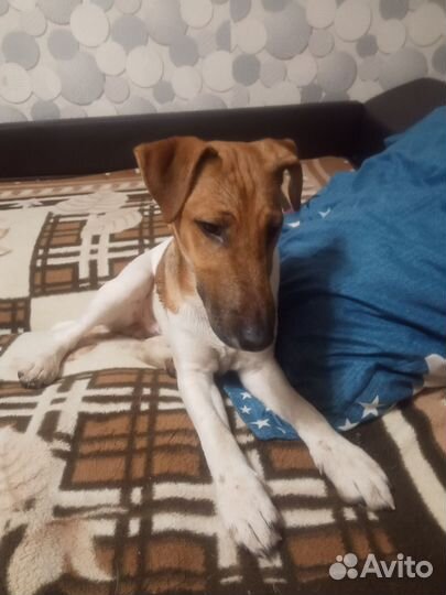 Фокстерьер