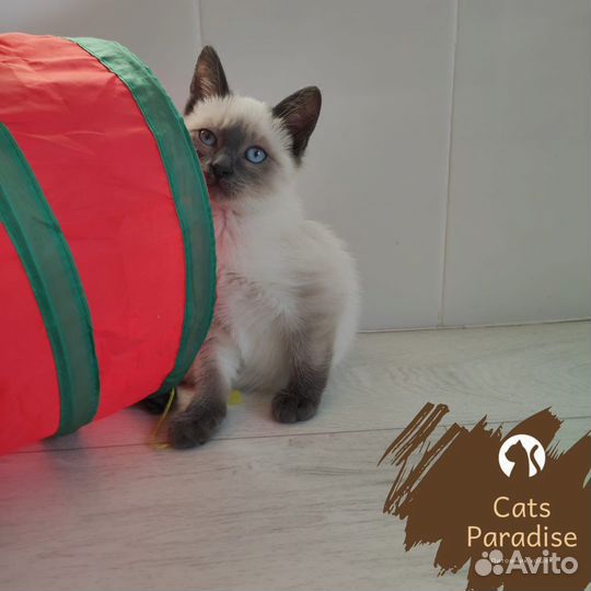 Тайские котята