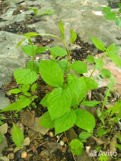 Лимонник саженцы