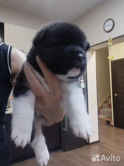 Щенки американской акиты