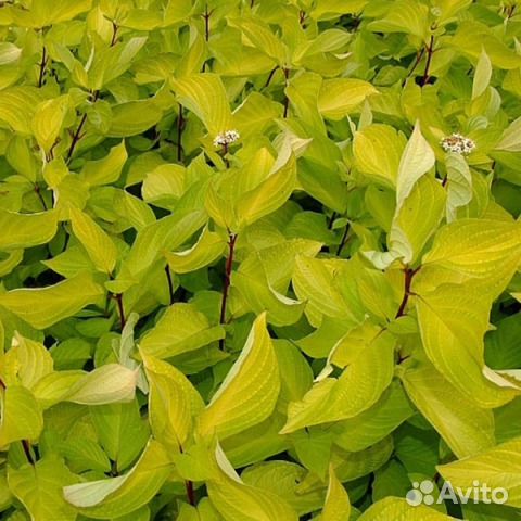 Саженцы декоративных кустарников зкс дерен ива бар