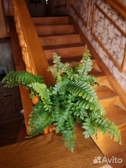 Адиантум венус бронзе