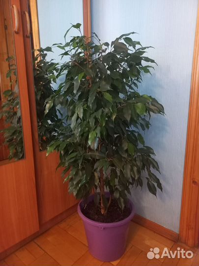 Фикус бенджамина