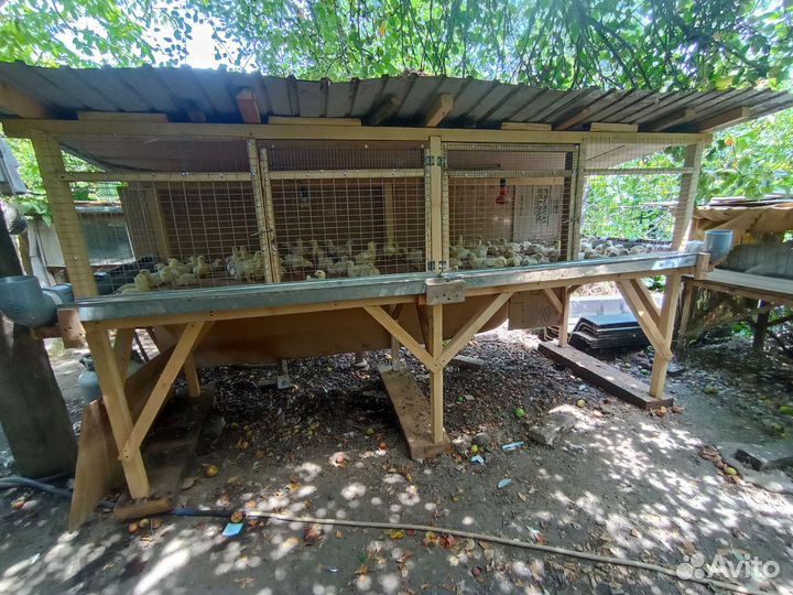 Клетка для бролеров