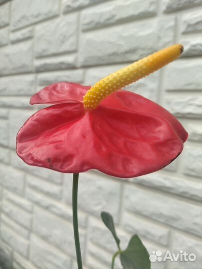 Антуриум Эдисон