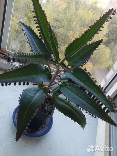 Каланхоэ комнатное лекарственное растение