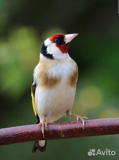 Певчие птицы