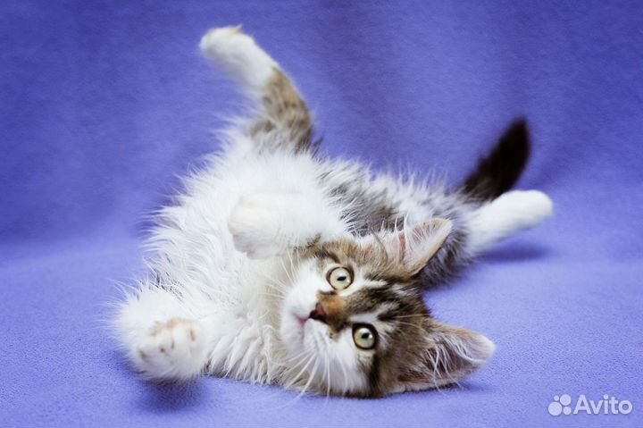 Котёнок в дар