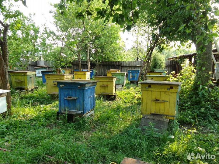 Пчелосемьи с ульями
