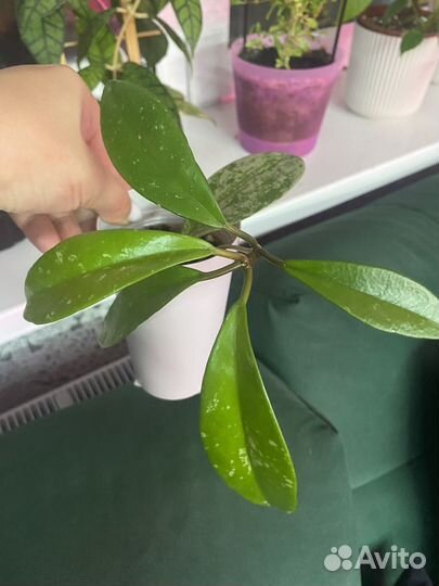 Хойи укорененные и на срез