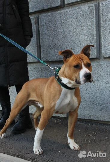 Стаффордширский терьер в добрые руки