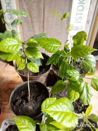 Гибискус,китайская роза