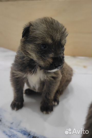 Малыши щенки