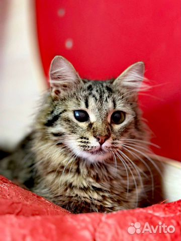 Особенный котёнок подросток