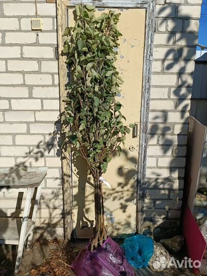 Саженцы плодовых деревьев: яблоня и груша