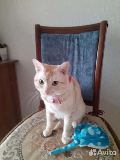 Котик молодой очень красивый мальчик