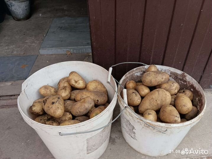 Продам картофель