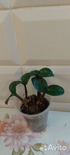 Замиакулькас черный Равен и Зензи