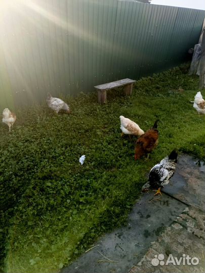 Молодые петухи