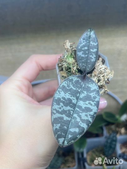 Орхидея фаленопсис Phal. Schilleriana 'Lupaa'