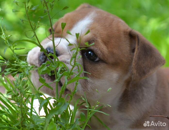 Щенок девочка английского бульдога