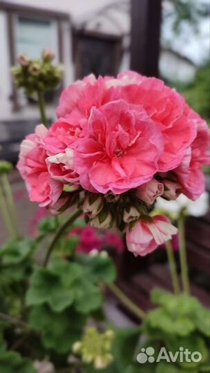 Пеларгония Герань Jägershus Falej