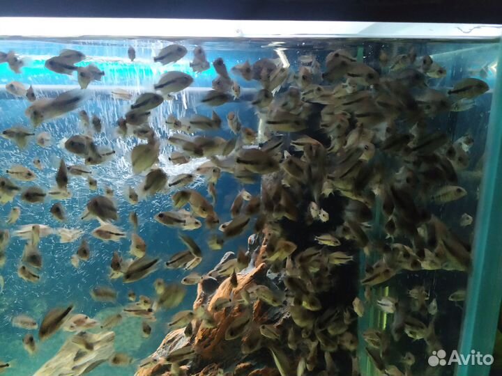 Рыбки вьеха