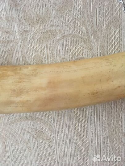 Бивень мамонта