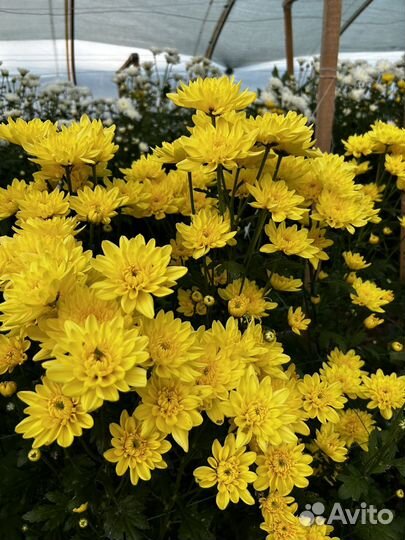 Хризантема