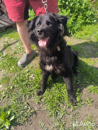 Бумер в дар