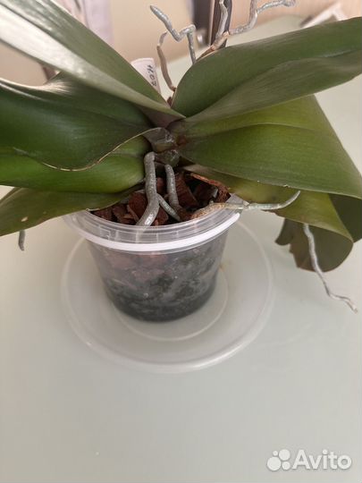 Орхидея фаленопсис морковый пирог