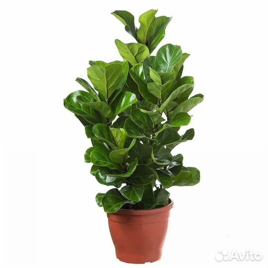 Фикус Лирата Колумнарис и Бамбино