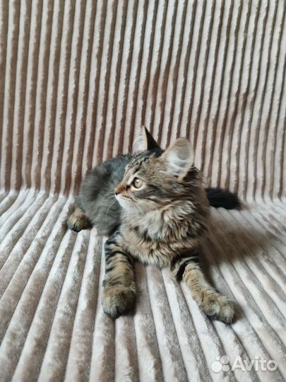 Котёнок Мелисса