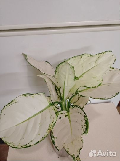Аглаонема white джой