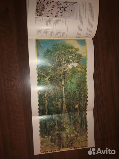 Легкие нашей планеты - Арнольд Ньюмен