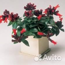 Эсхинантус мона лиза