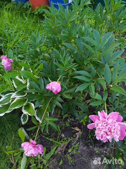Пион розовый