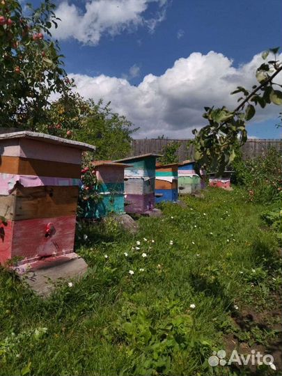 Продам пчёл