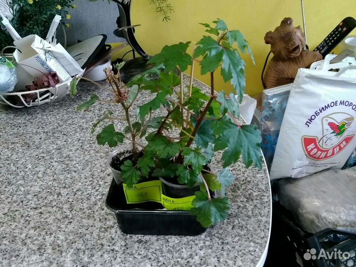 Бегония Дрега каудексная