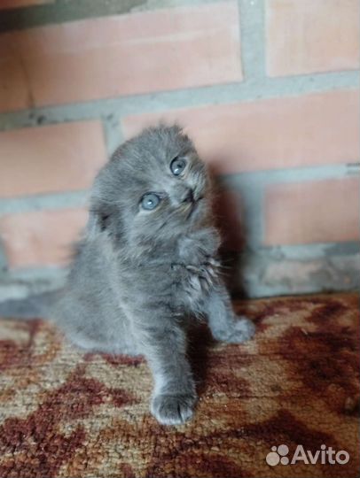 Шотландская