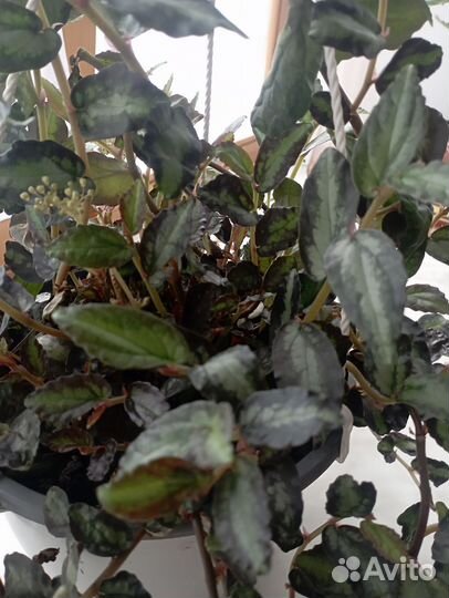 Редкие традесканции