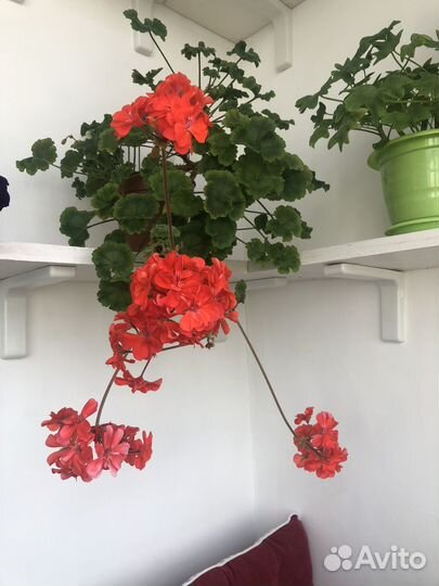 Пеларгония ERAs Morgonrodnad