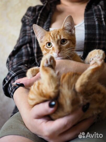 Котики