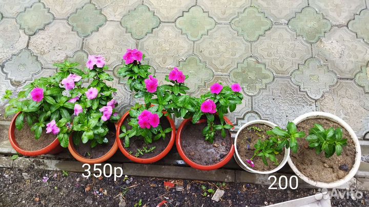 Катарантус