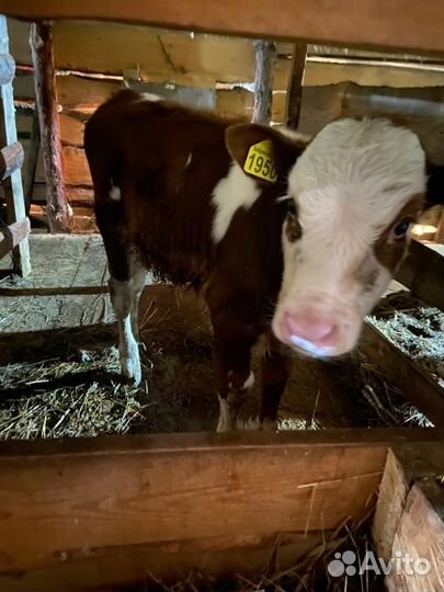Бычки домашние