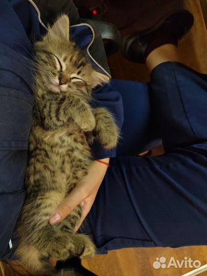 Кошка в дар