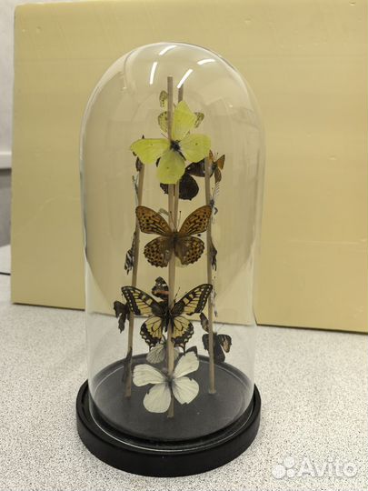 Композиция- бабочки2